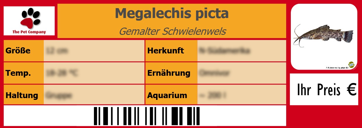 Megalechis picta Gemalter Schwielenwels 105 x 38 mm