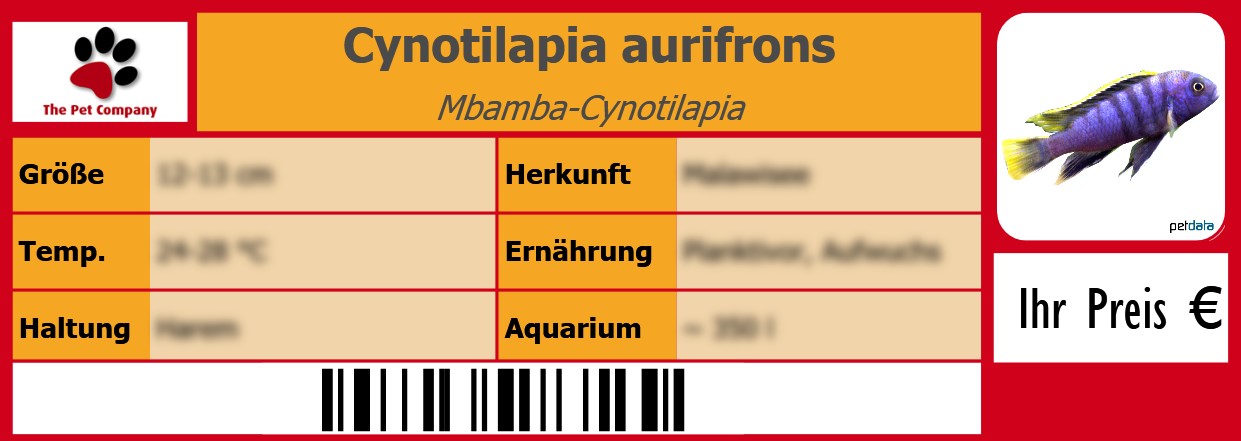 Cynotilapia aurifrons Mbamba-Cynotilapia 105 x 38 mm