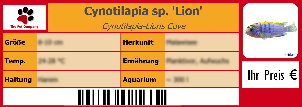 Cynotilapia sp. 'Lion' Cynotilapia-Lions Cove 105 x 38 mm