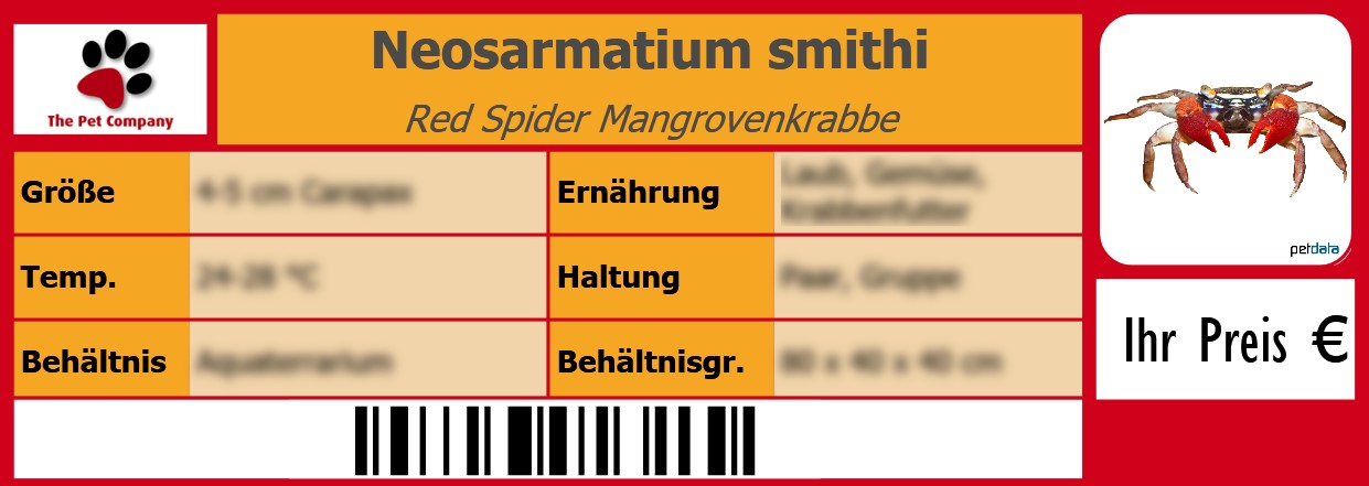 Neosarmatium smithi Red Spider Mangrovenkrabbe 105 x 38 mm