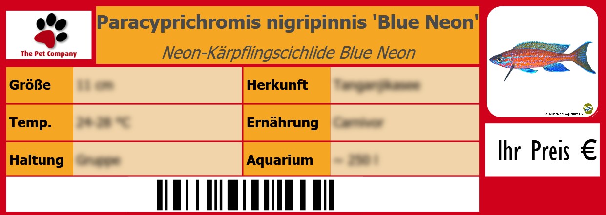Paracyprichromis nigripinnis 'Blue Neon' Neon-Kärpflingscichlide Blue Neon 105 x 38 mm