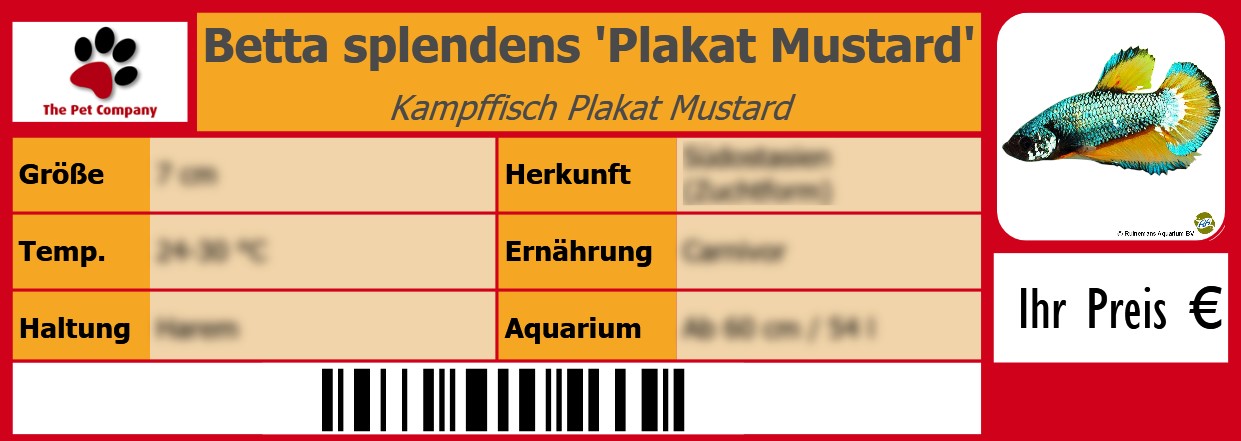 Betta splendens 'Plakat Mustard' Kampffisch Plakat Mustard 105 x 38 mm
