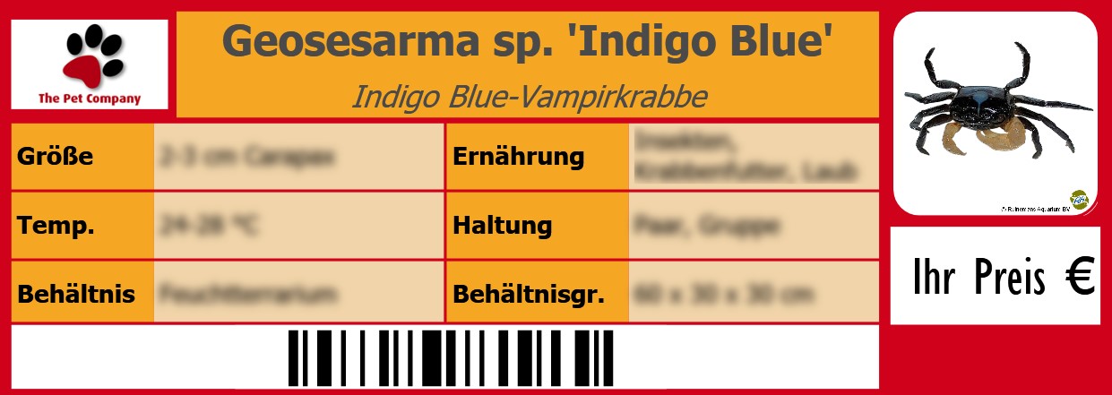 Geosesarma sp. 'Indigo Blue' Indigo Blue-Vampirkrabbe 105 x 38 mm