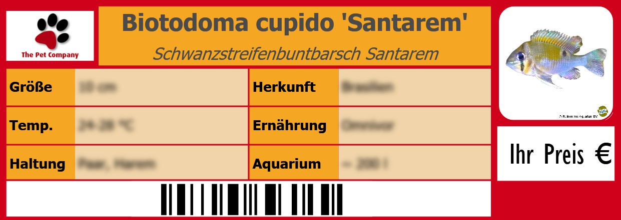 Biotodoma cupido 'Santarem' Schwanzstreifenbuntbarsch Santarem 105 x 38 mm