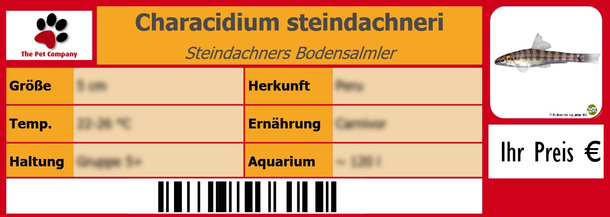 Characidium steindachneri Steindachners Bodensalmler 105 x 38 mm
