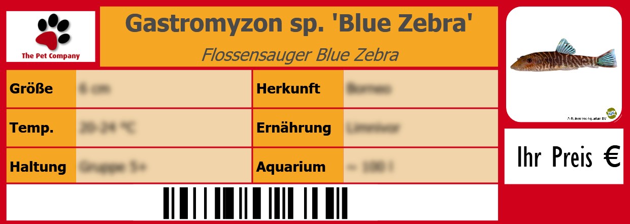 Gastromyzon sp. 'Blue Zebra' Flossensauger Blue Zebra 105 x 38 mm
