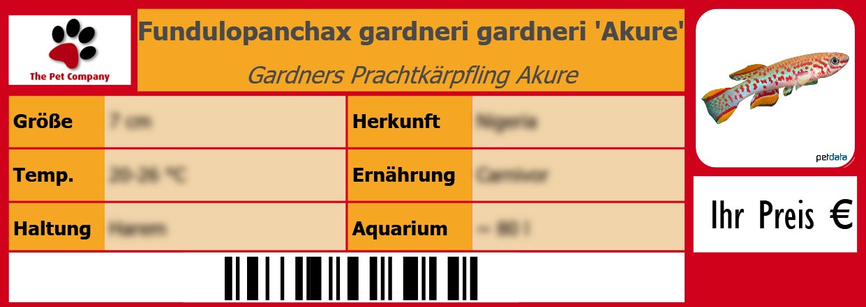 Fundulopanchax gardneri gardneri 'Akure' Gardners Prachtkärpfling Akure 105 x 38 mm