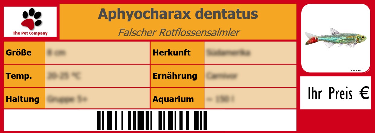 Aphyocharax dentatus Falscher Rotflossensalmler 105 x 38 mm