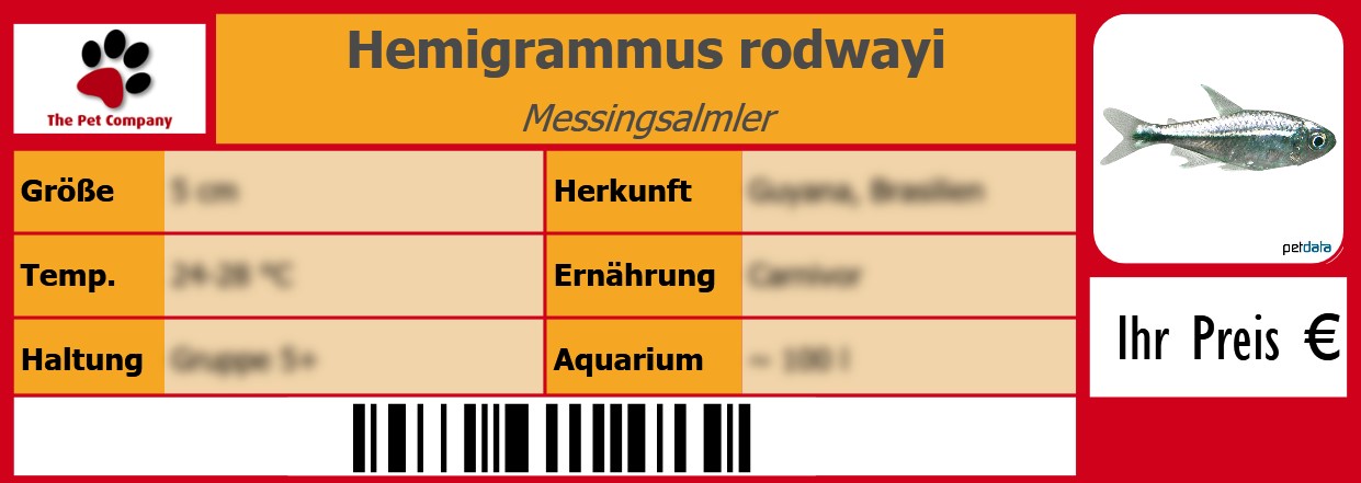 Hemigrammus rodwayi Messingsalmler 105 x 38 mm