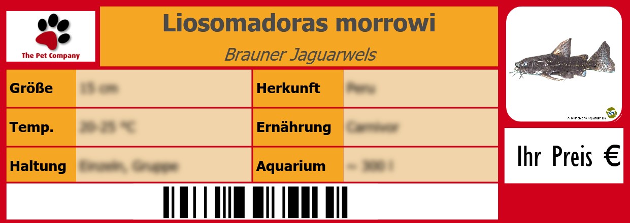 Liosomadoras morrowi Brauner Jaguarwels 105 x 38 mm
