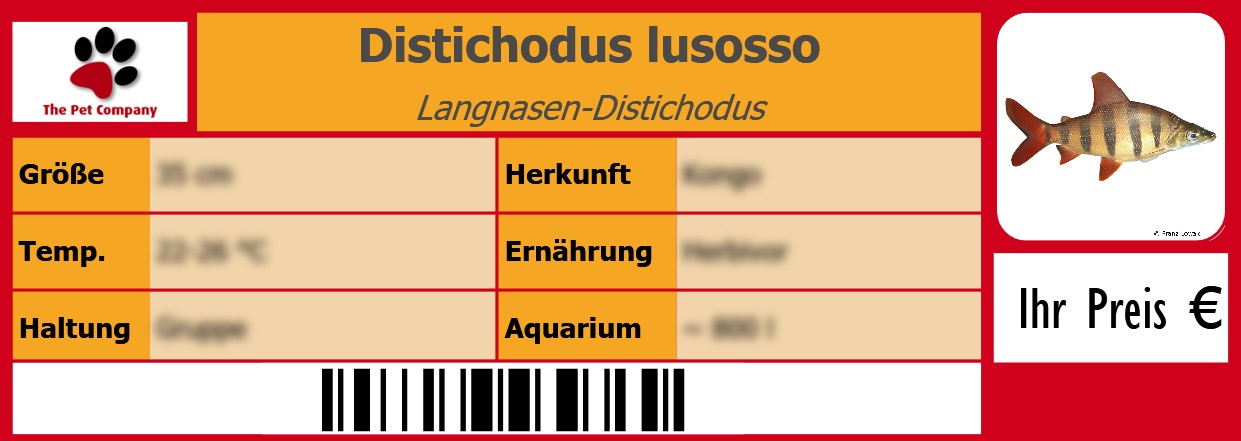 Distichodus lusosso Langnasen-Distichodus 105 x 38 mm
