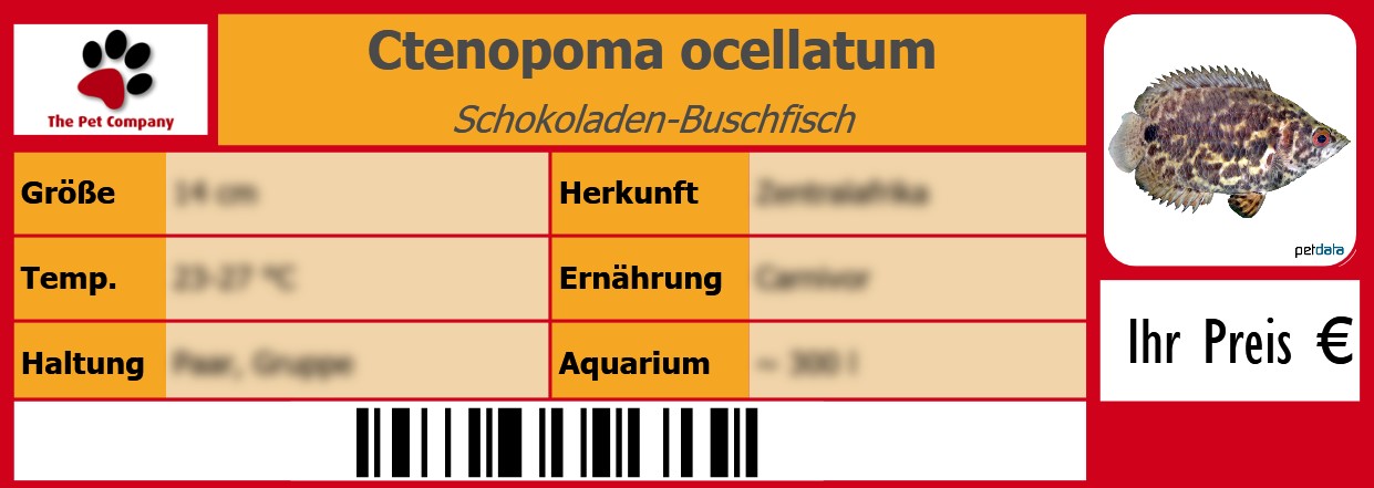 Ctenopoma ocellatum Schokoladen-Buschfisch 105 x 38 mm