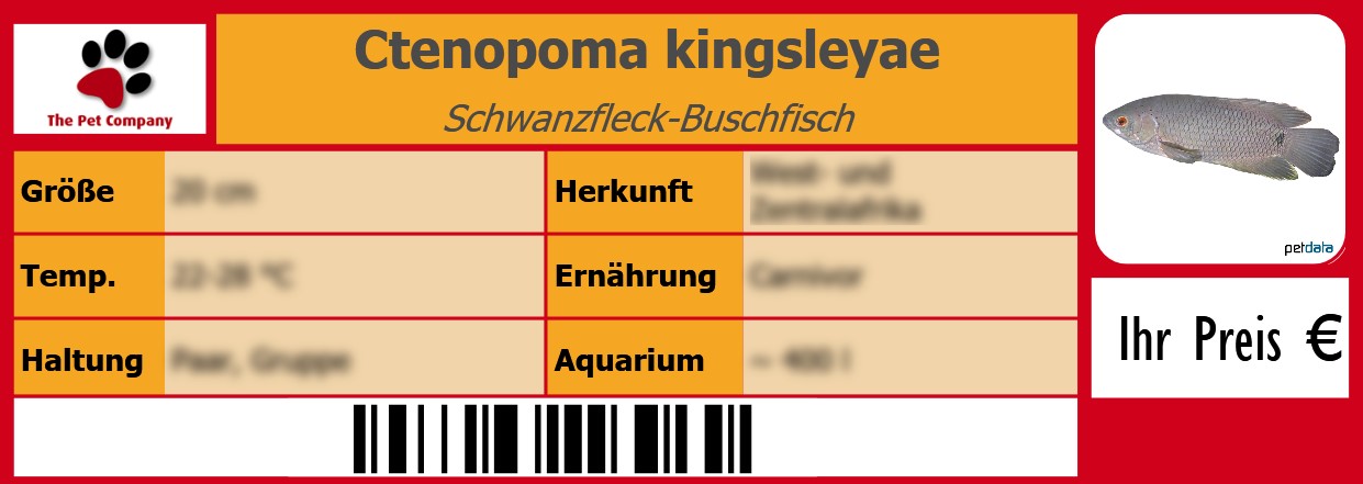 Ctenopoma kingsleyae Schwanzfleck-Buschfisch 105 x 38 mm