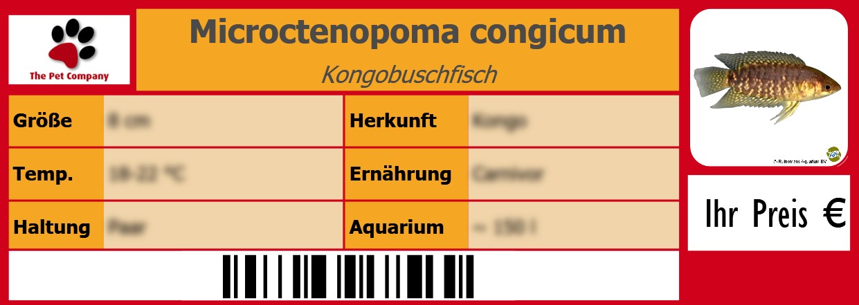Microctenopoma congicum Kongobuschfisch 105 x 38 mm