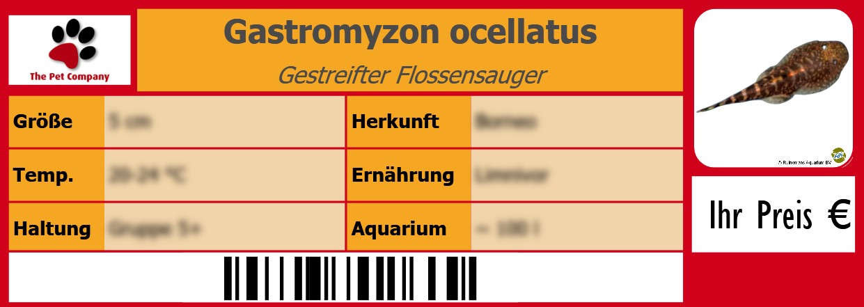 Gastromyzon ocellatus Gestreifter Flossensauger 105 x 38 mm