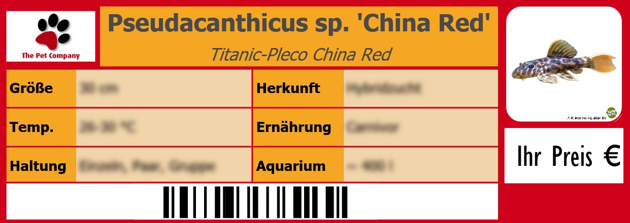 Pseudacanthicus sp. 'China Red' Titanic-Pleco China Red 105 x 38 mm