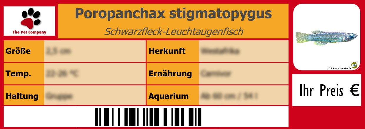 Poropanchax stigmatopygus Schwarzfleck-Leuchtaugenfisch 105 x 38 mm