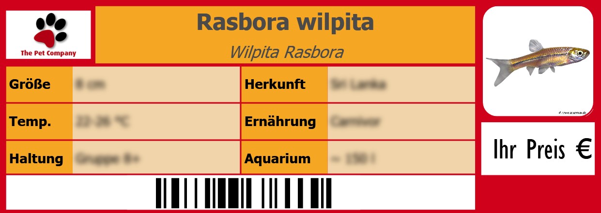 Rasbora wilpita Wilpita Rasbora 105 x 38 mm