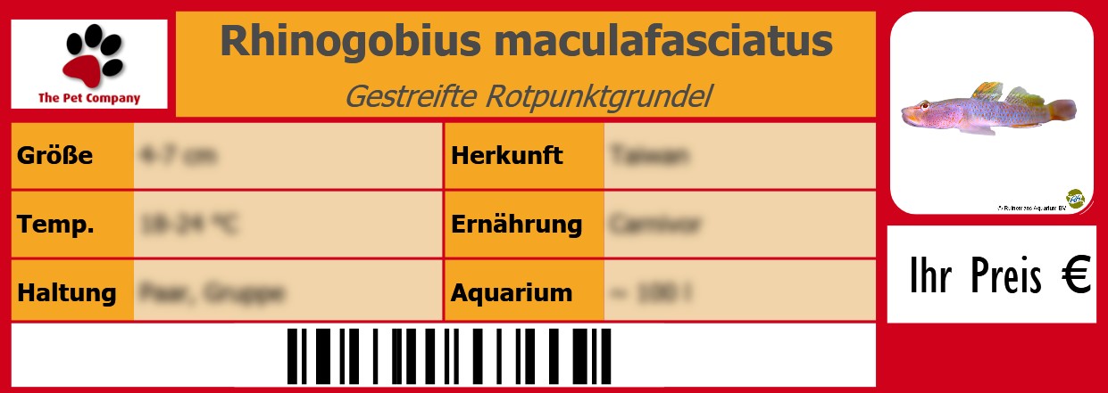 Rhinogobius maculafasciatus Gestreifte Rotpunktgrundel 105 x 38 mm