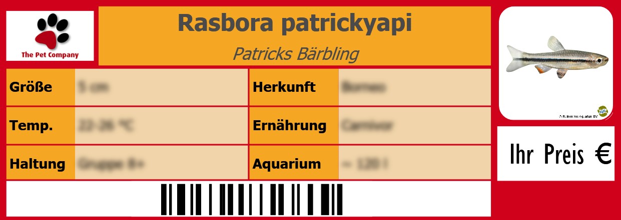 Rasbora patrickyapi Patricks Bärbling 105 x 38 mm