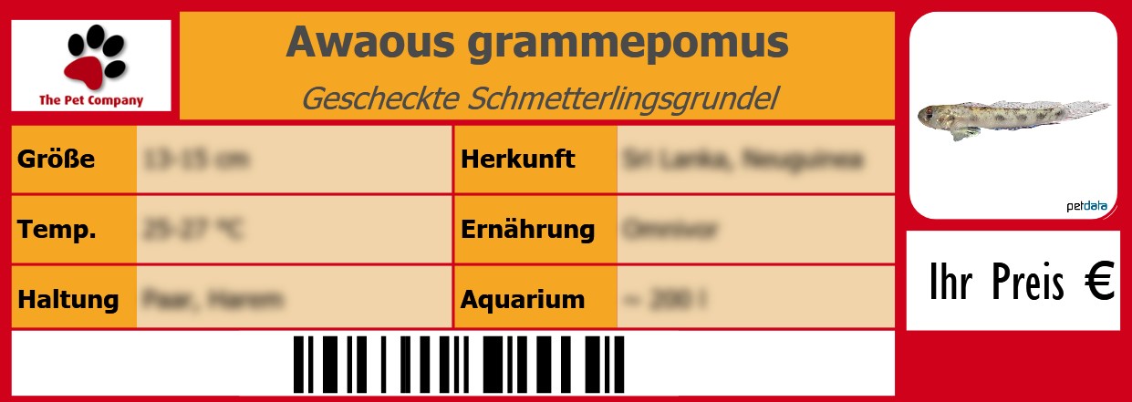 Awaous grammepomus Gescheckte Schmetterlingsgrundel 105 x 38 mm