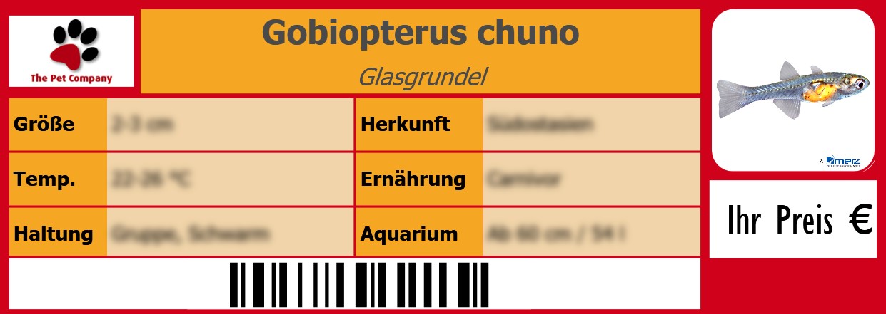 Gobiopterus chuno Glasgrundel 105 x 38 mm