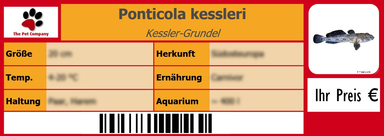 Ponticola kessleri Kessler-Grundel 105 x 38 mm