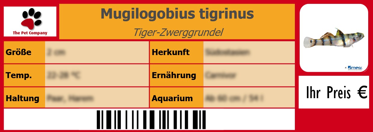 Mugilogobius tigrinus Tiger-Zwerggrundel 105 x 38 mm