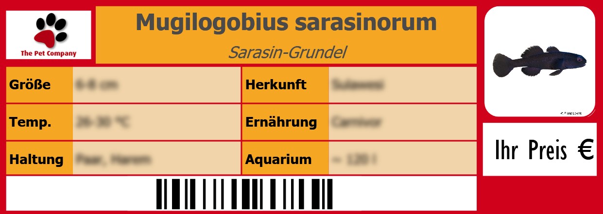 Mugilogobius sarasinorum Sarasin-Grundel 105 x 38 mm