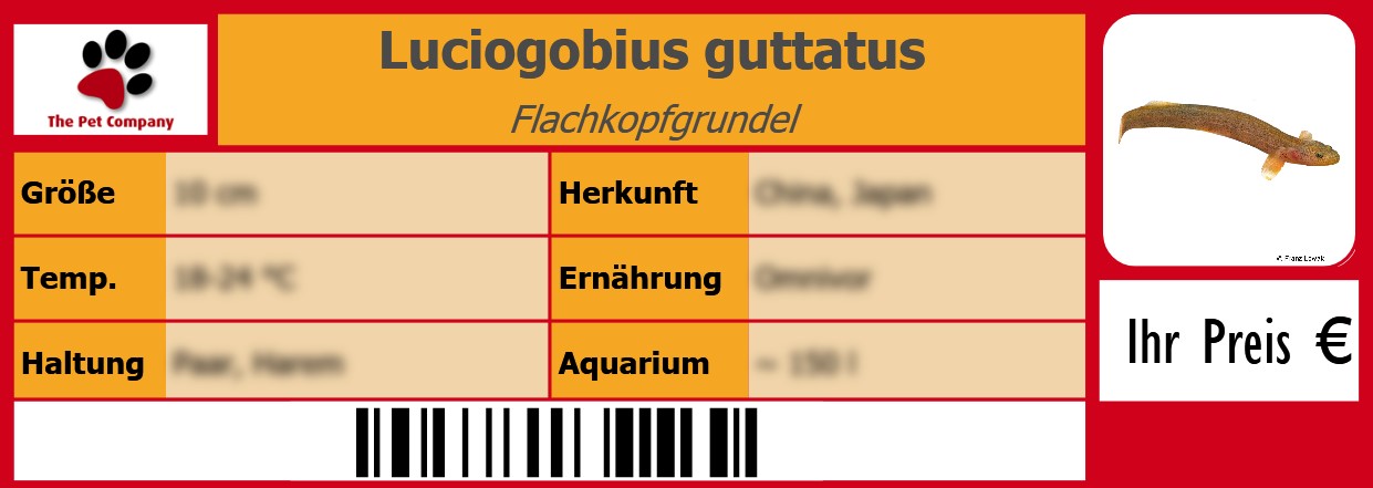 Luciogobius guttatus Flachkopfgrundel 105 x 38 mm