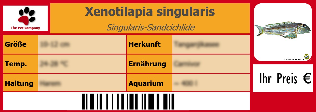 Xenotilapia singularis Singularis-Sandcichlide 105 x 38 mm