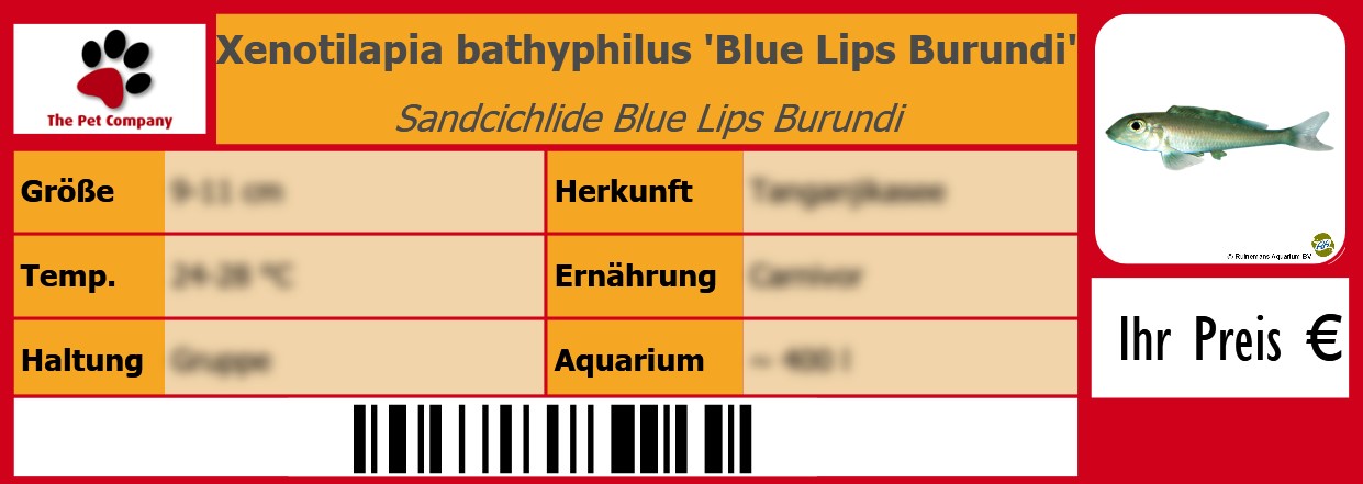 Xenotilapia bathyphilus 'Blue Lips Burundi' Sandcichlide Blue Lips Burundi 105 x 38 mm