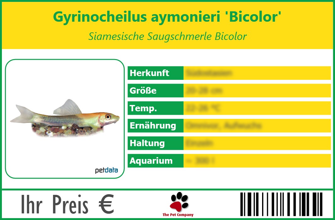 Gyrinocheilus aymonieri 'Bicolor' Siamesische Saugschmerle Bicolor 90 x 60 mm