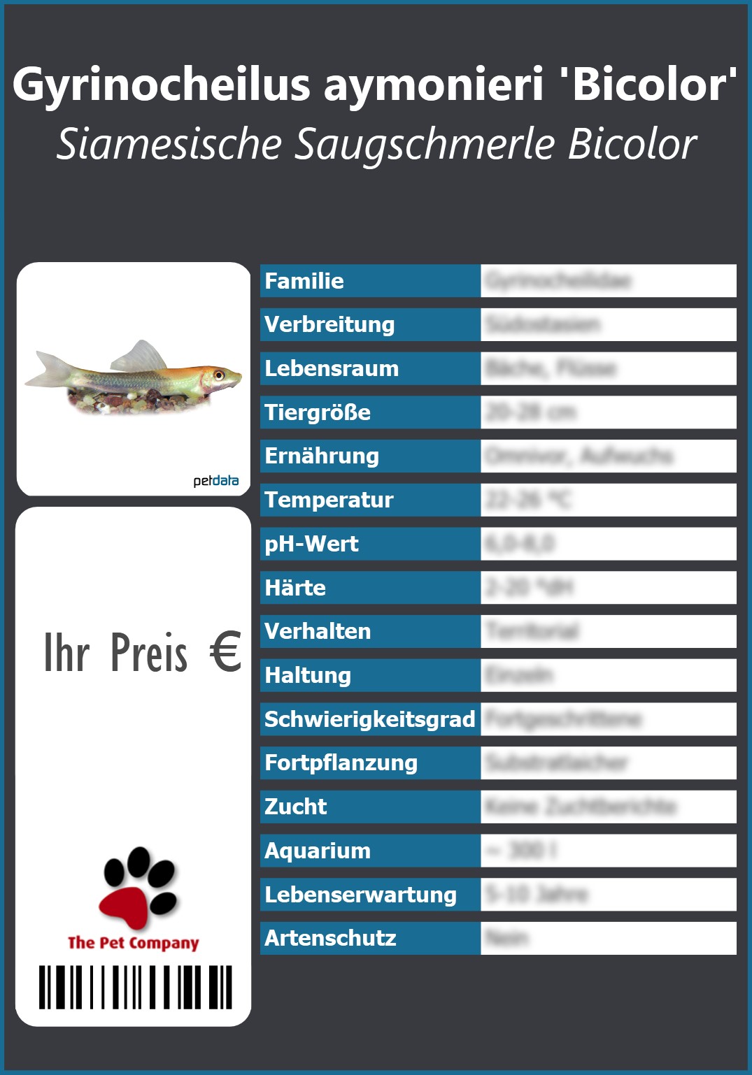 Gyrinocheilus aymonieri 'Bicolor' Siamesische Saugschmerle Bicolor 91 x 130 mm