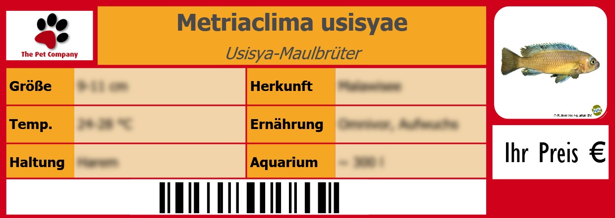 Metriaclima usisyae Usisya-Maulbrüter 105 x 38 mm