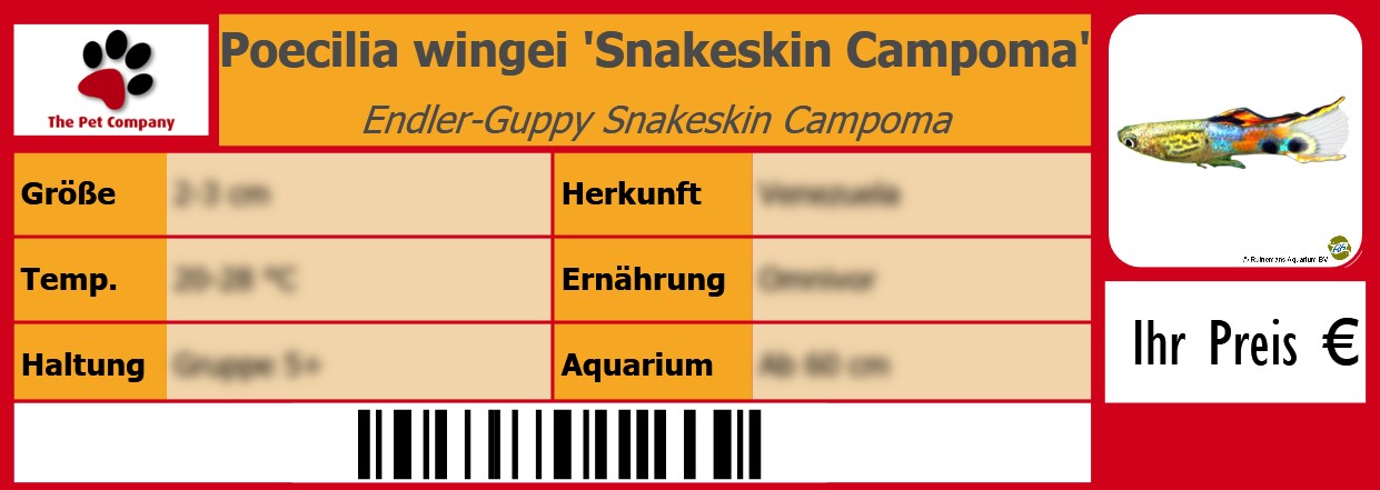 Poecilia wingei 'Snakeskin Campoma' Endler-Guppy Snakeskin Campoma 105 x 38 mm