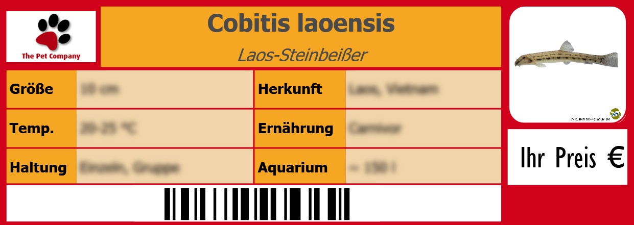 Cobitis laoensis Laos-Steinbeißer 105 x 38 mm