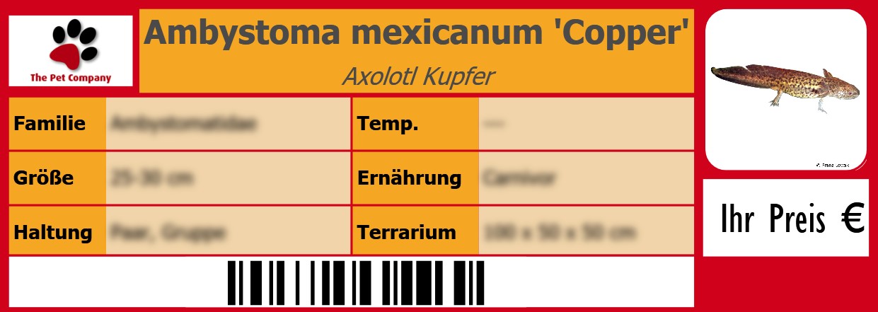Ambystoma mexicanum 'Copper' Axolotl Kupfer 105 x 38 mm