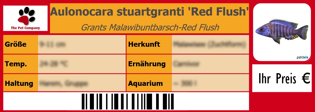 Aulonocara stuartgranti 'Red Flush' Grants Malawibuntbarsch-Red Flush 105 x 38 mm