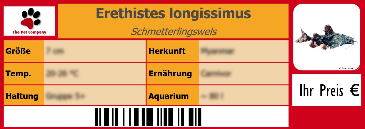 Erethistes longissimus Schmetterlingswels 105 x 38 mm