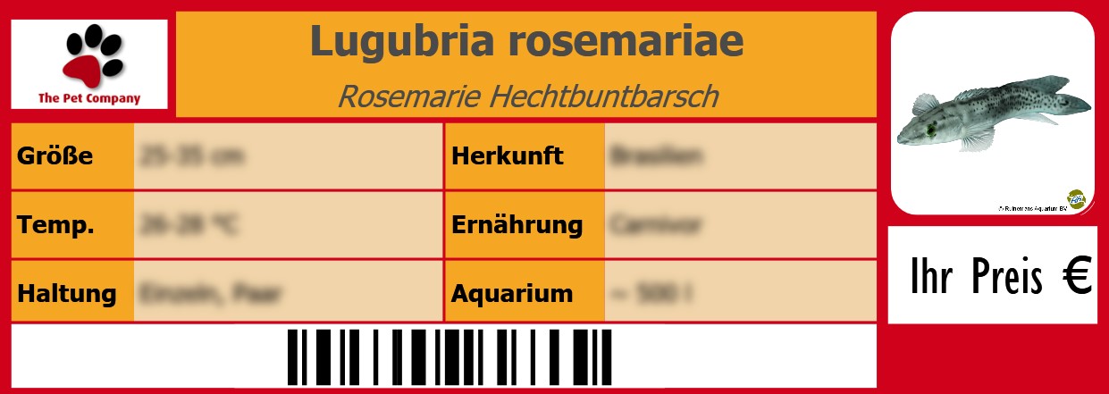 Lugubria rosemariae Rosemarie Hechtbuntbarsch 105 x 38 mm