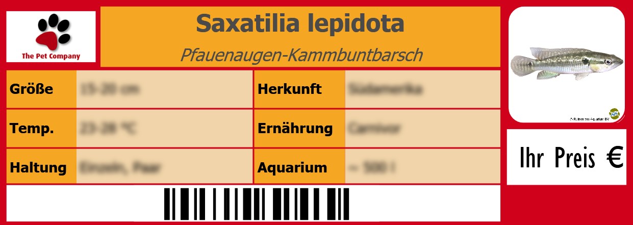 Saxatilia lepidota Pfauenaugen-Kammbuntbarsch 105 x 38 mm