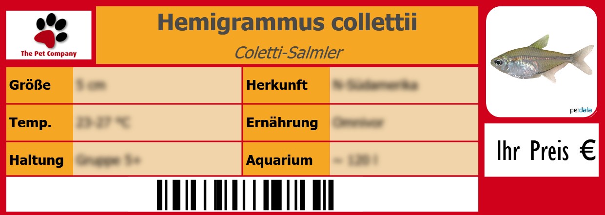 Hemigrammus collettii Coletti-Salmler 105 x 38 mm