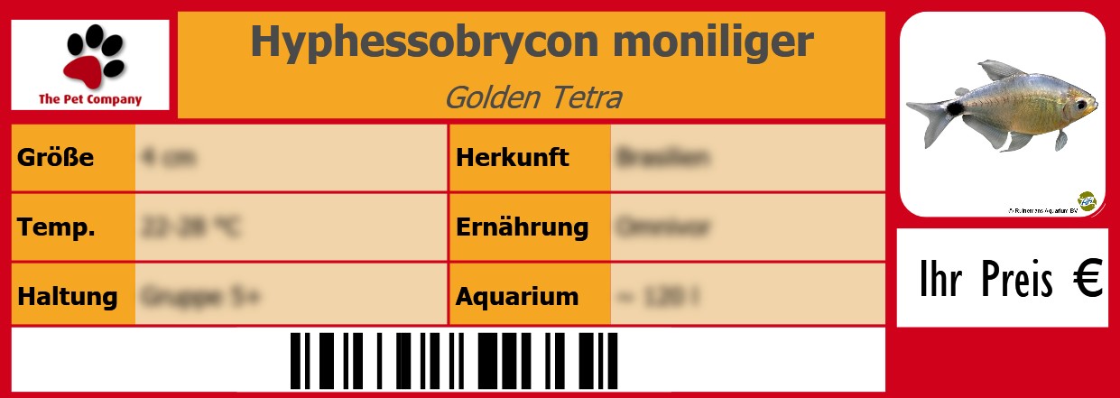 Hyphessobrycon moniliger Golden Tetra 105 x 38 mm