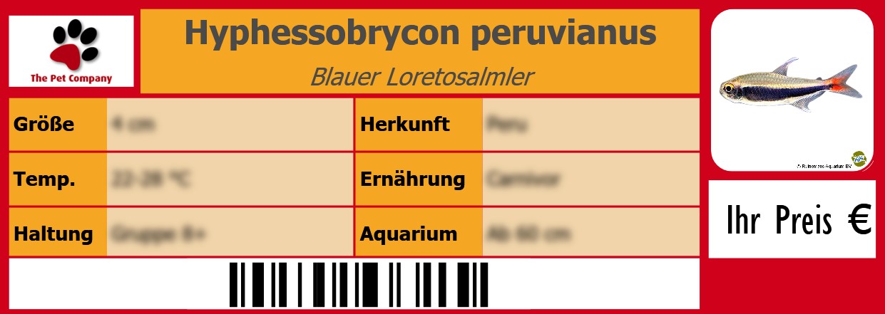Hyphessobrycon peruvianus Blauer Loretosalmler 105 x 38 mm