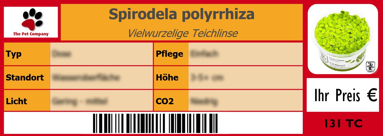 Spirodela polyrrhiza Vielwurzelige Teichlinse 105 x 38 mm