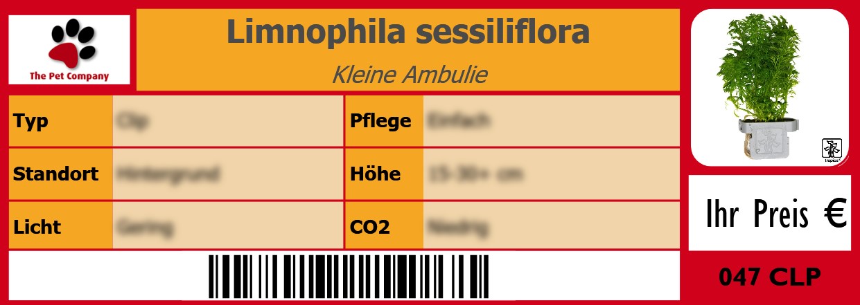 Limnophila sessiliflora Kleine Ambulie 105 x 38 mm