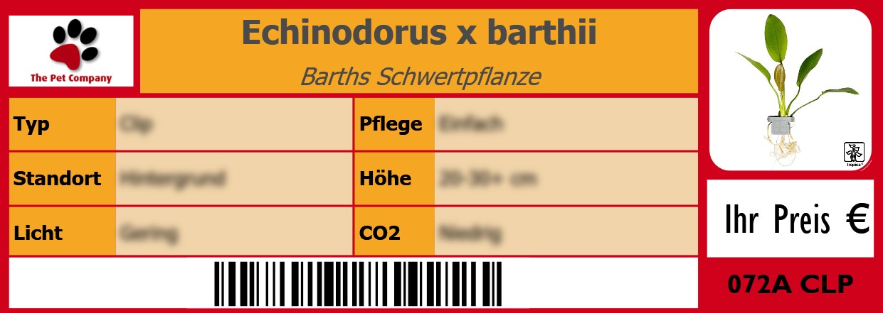 Echinodorus x barthii Barths Schwertpflanze 105 x 38 mm