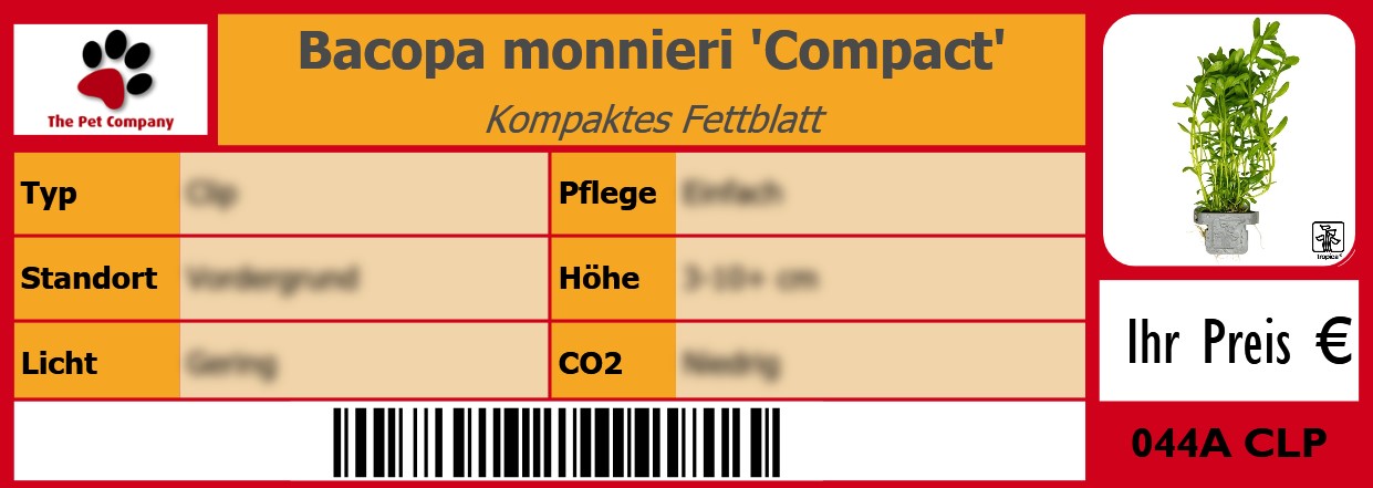 Bacopa monnieri 'Compact' Kompaktes Fettblatt 105 x 38 mm