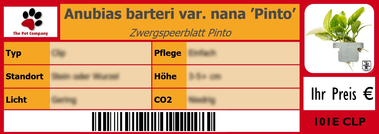 Anubias barteri var. nana ’Pinto’ Zwergspeerblatt Pinto 105 x 38 mm